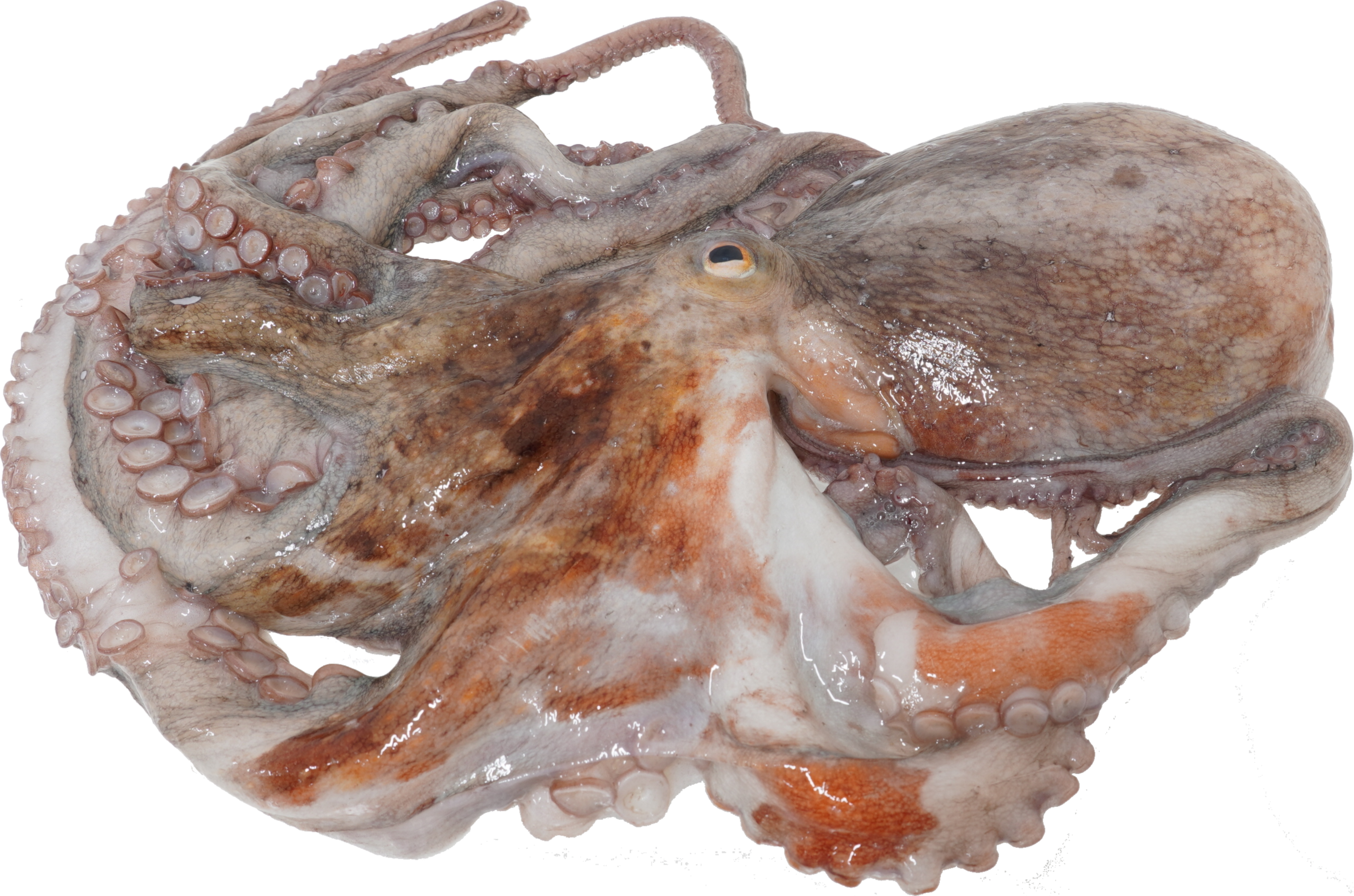 まだこ｜商用可フリー画像・背景透過