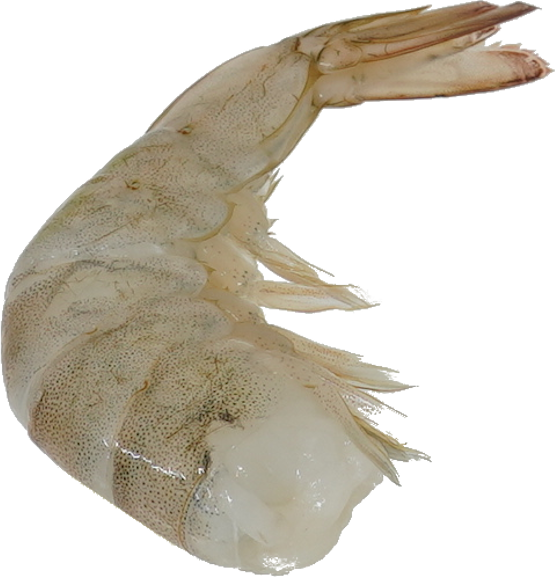 バナメイエビ｜商用可フリー画像・背景透過