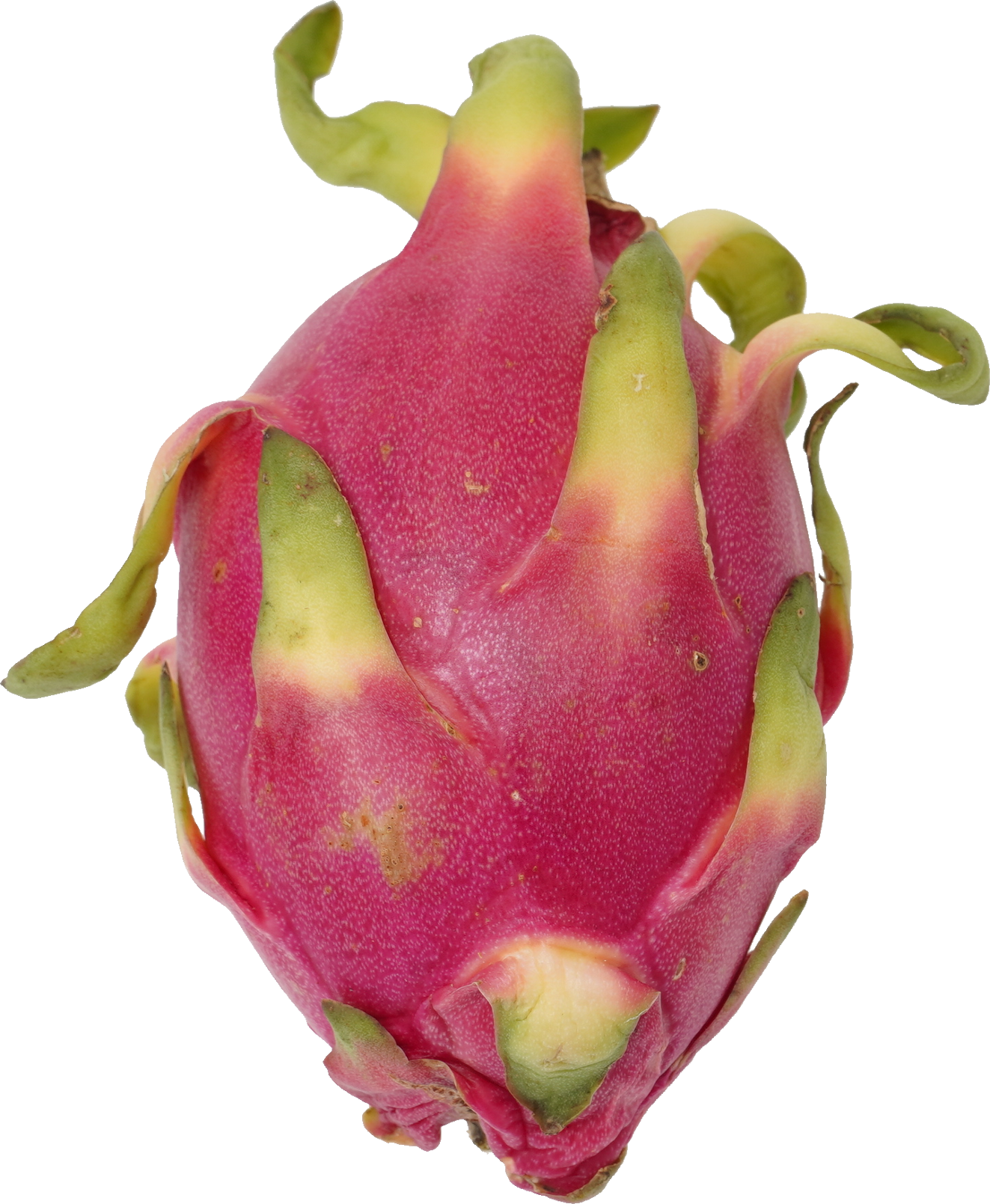 ドラゴンフルーツ｜商用可フリー画像・背景透過