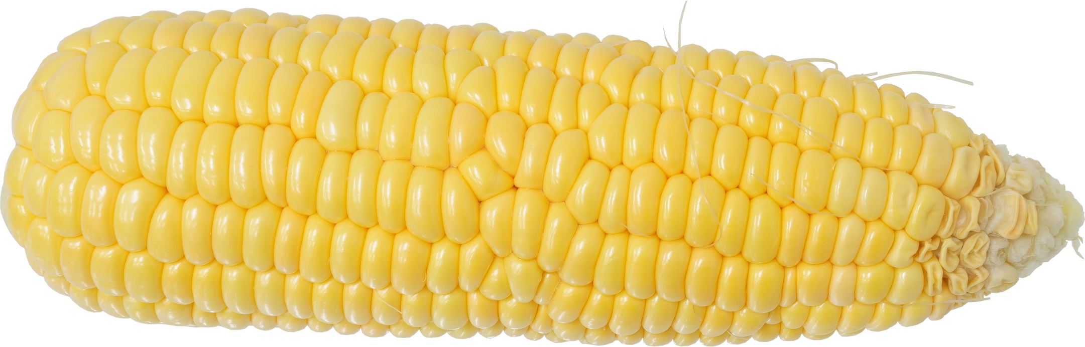 とうもろこし｜商用可フリー画像・背景透過