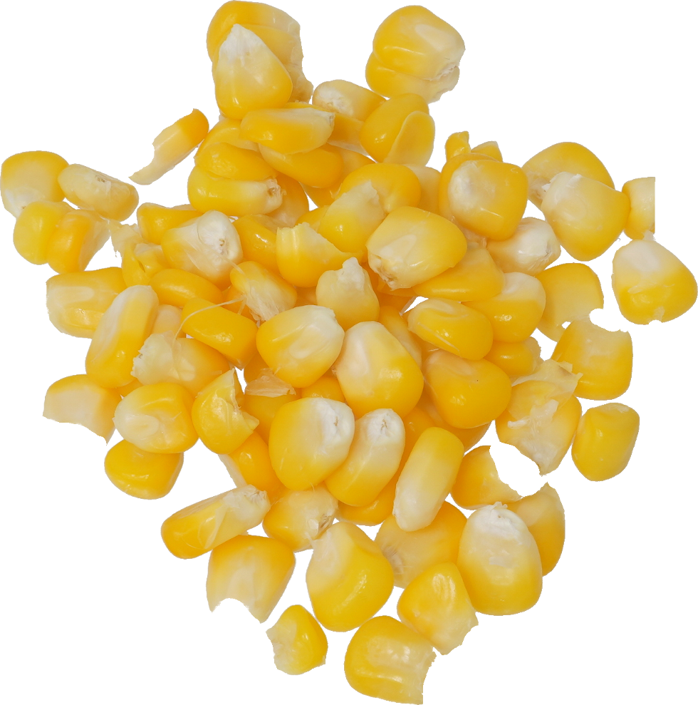 とうもろこし|商用可フリー画像・背景透過