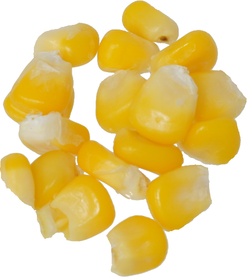 とうもろこし|商用可フリー画像・背景透過