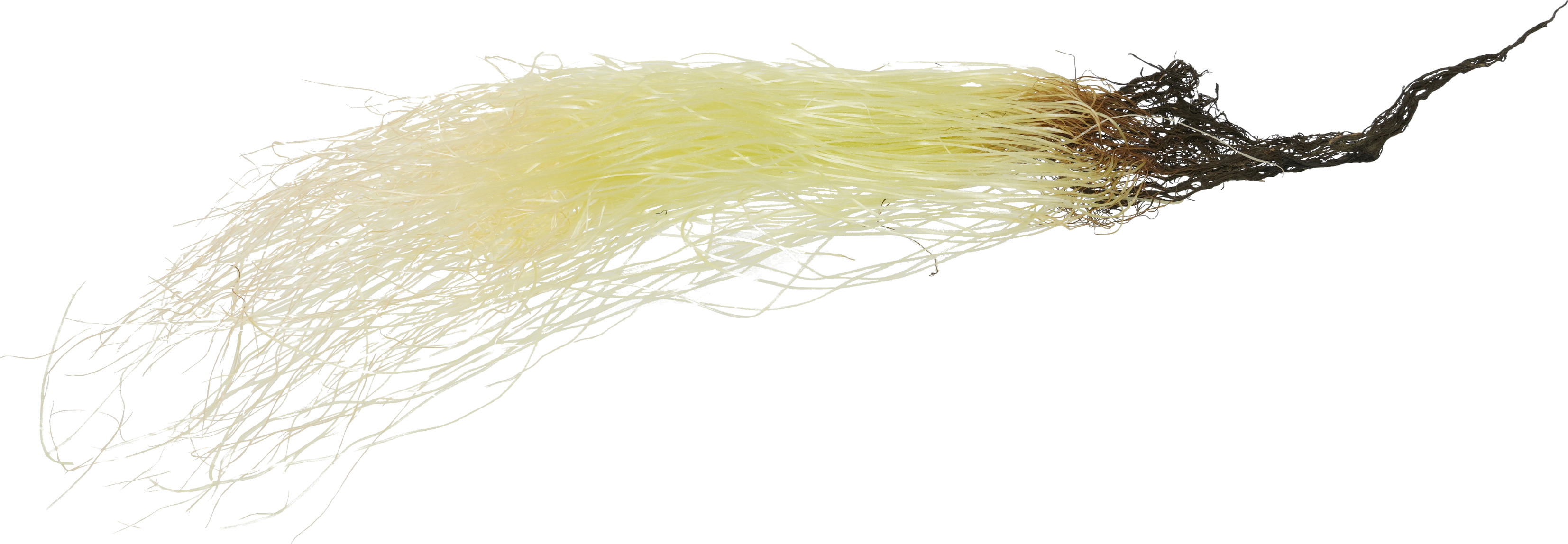 とうもろこし｜商用可フリー画像・背景透過