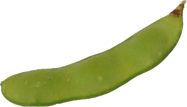 えだまめ｜商用可フリー画像・背景透過