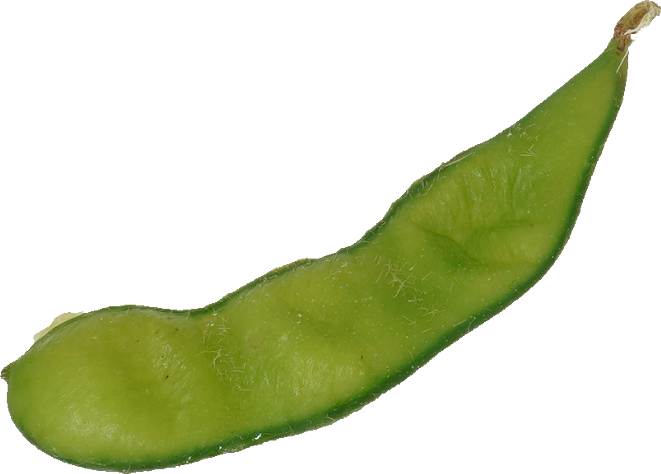 えだまめ｜商用可フリー画像・背景透過