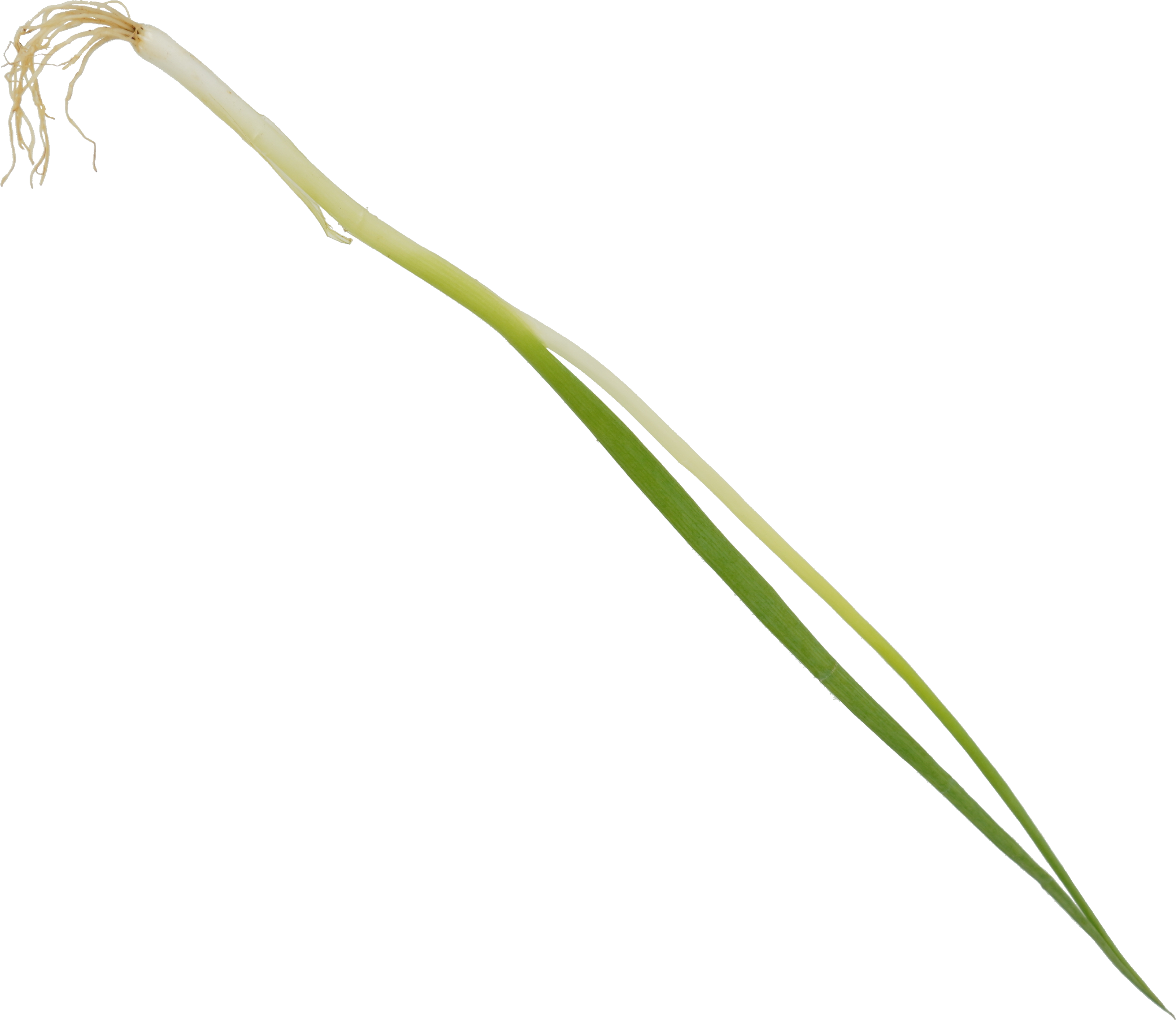 ねぎ（こねぎ）｜商用可フリー画像・背景透過