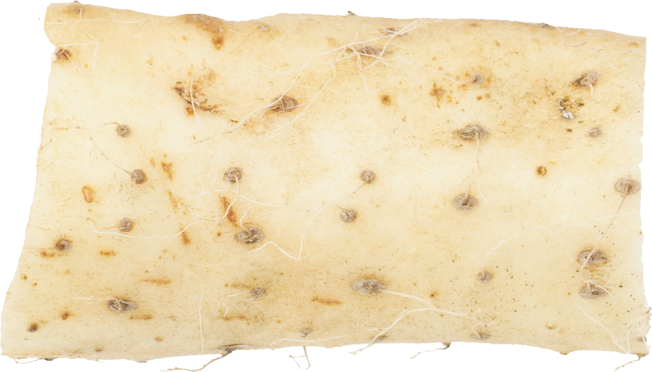 ながいも｜商用可フリー画像・背景透過