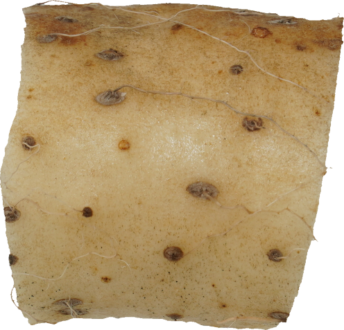 ながいも｜商用可フリー画像・背景透過