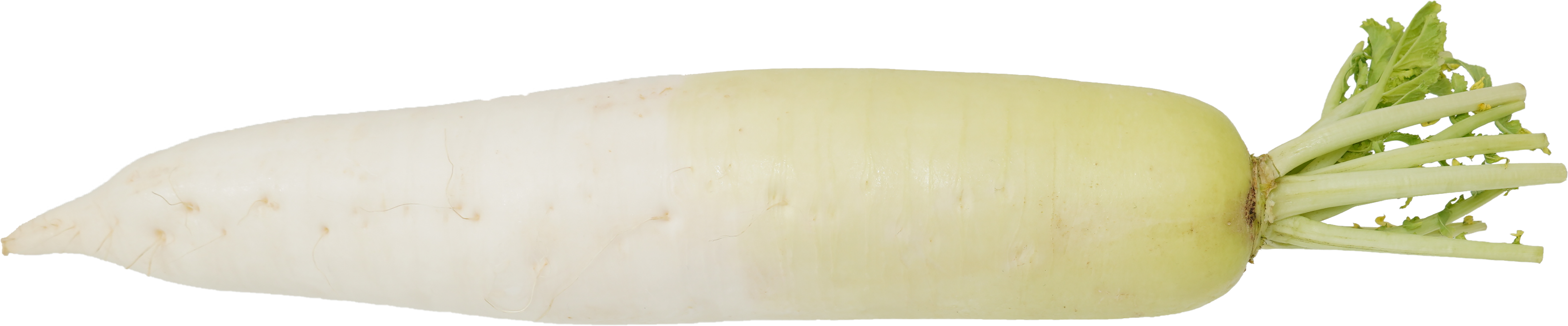 だいこん｜商用可フリー画像・背景透過