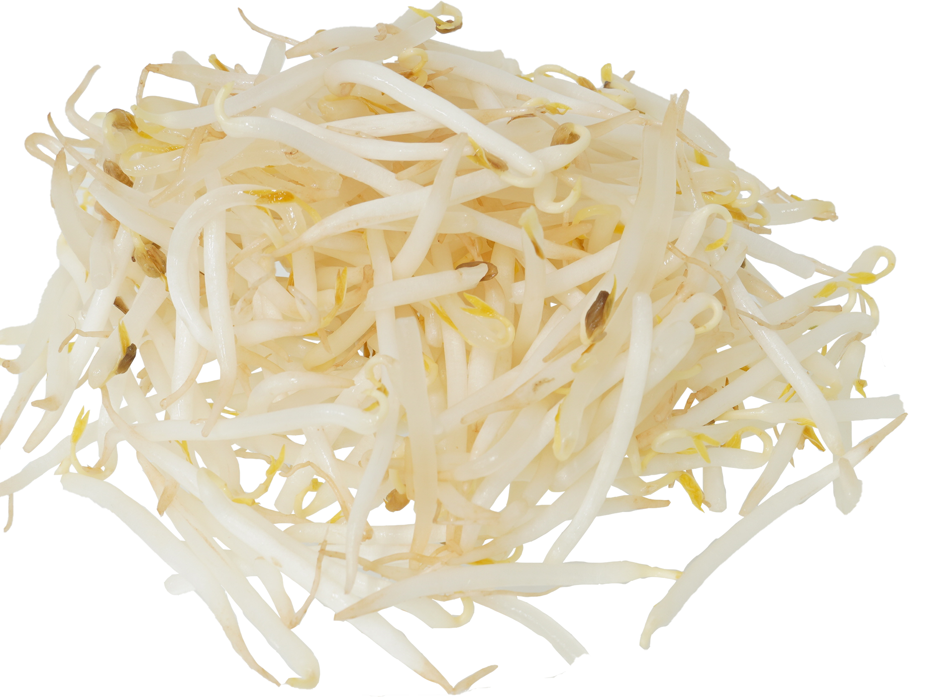 りょくとうもやし|商用可フリー画像・背景透過