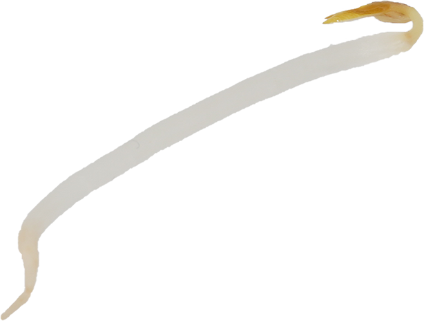 りょくとうもやし｜商用可フリー画像・背景透過