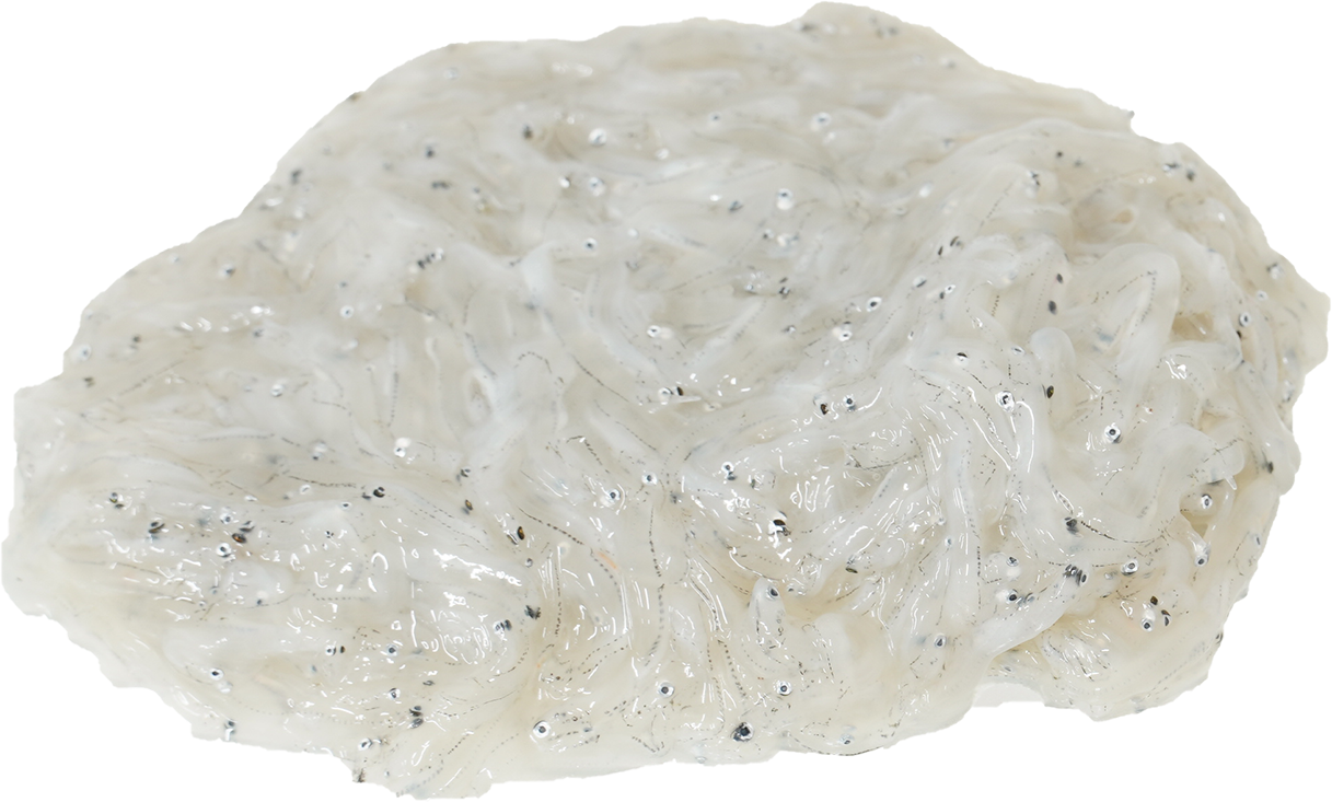 しらす｜商用可フリー画像・背景透過