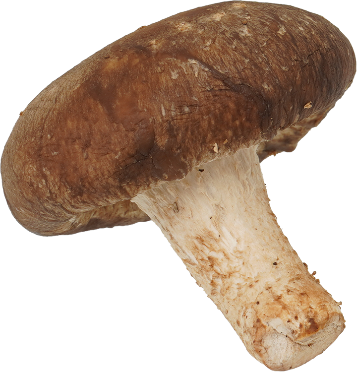 しいたけ｜商用可フリー画像・背景透過