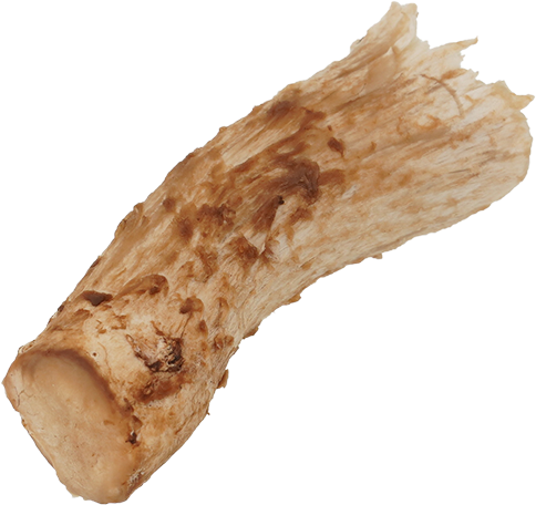 しいたけ｜商用可フリー画像・背景透過