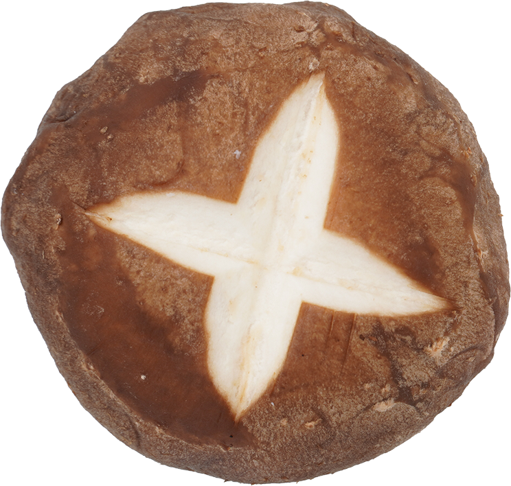 しいたけ｜商用可フリー画像・背景透過