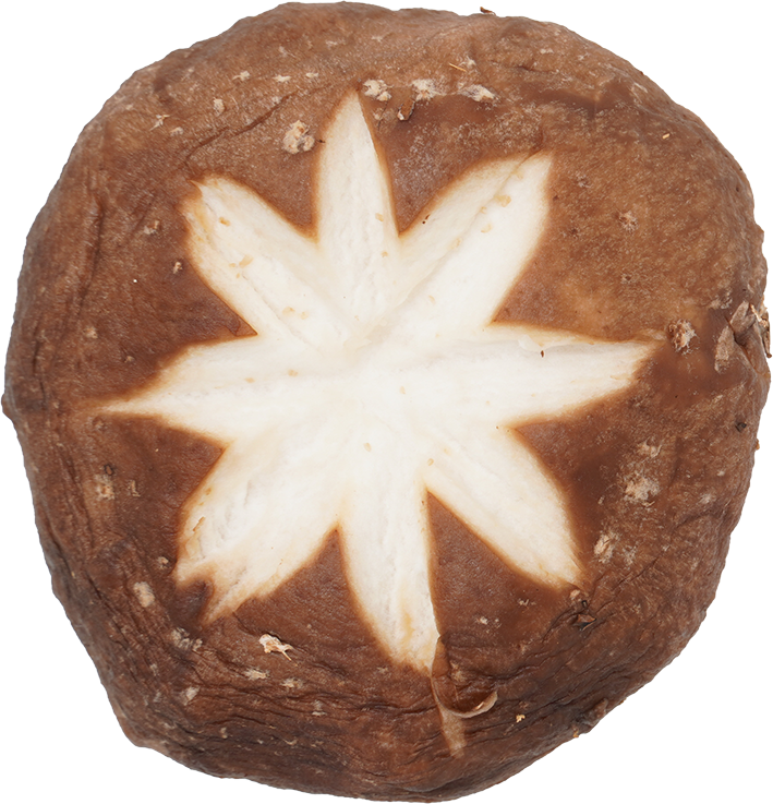 しいたけ｜商用可フリー画像・背景透過