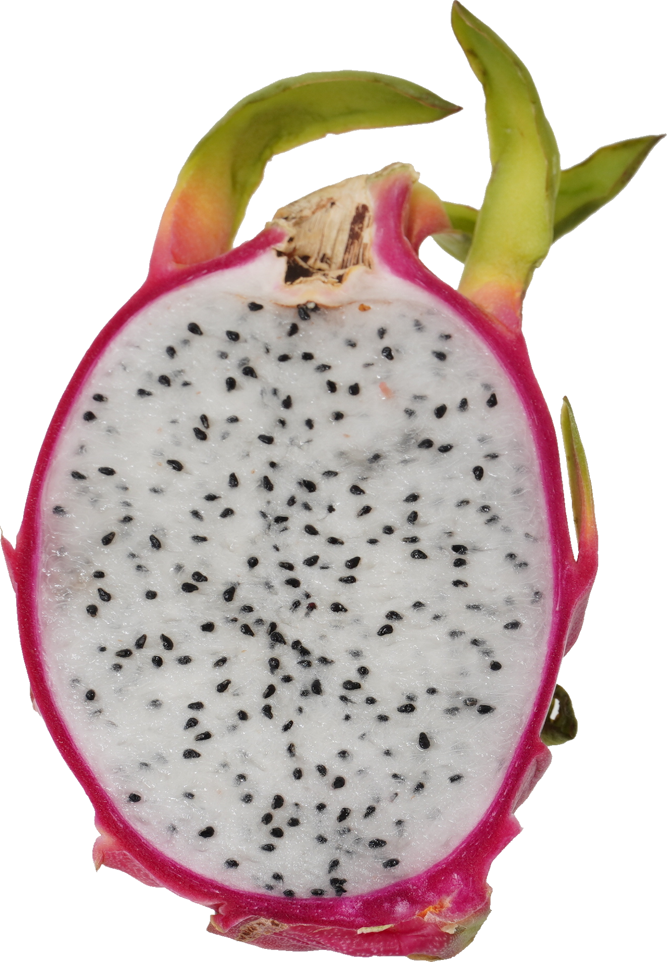 ドラゴンフルーツ｜商用可フリー画像・背景透過