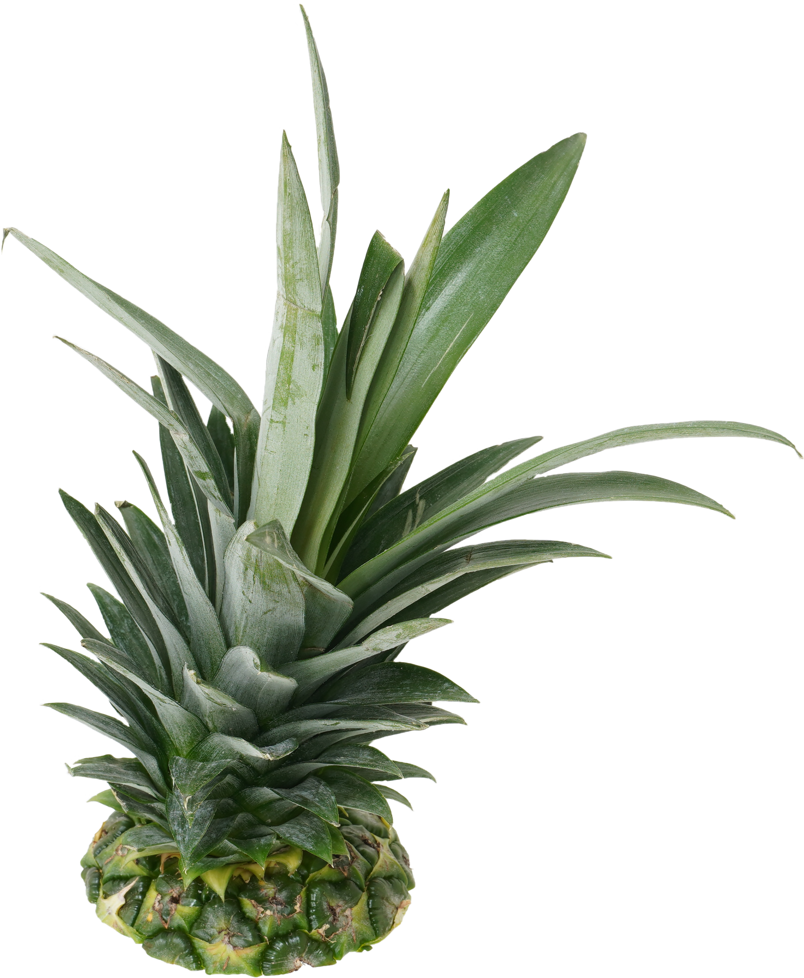 パインアップル｜商用可フリー画像・背景透過