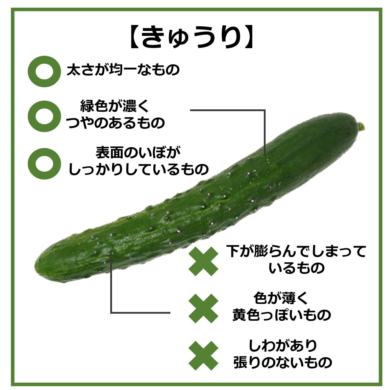 おいしい食材の見分け方~8月の旬野菜編~|商用可フリー画像・背景透過