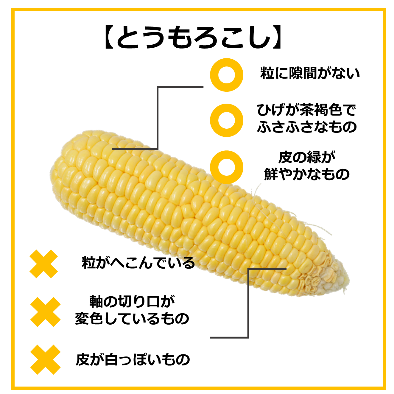 おいしい食材の見分け方~8月の旬野菜編~|商用可フリー画像・背景透過