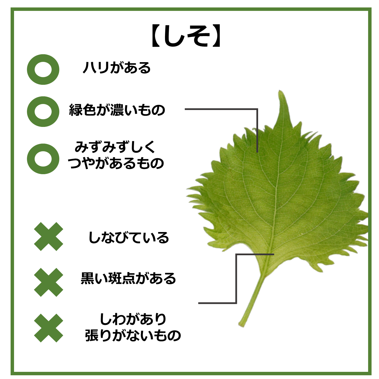 おいしい食材の見分け方～9月の旬野菜編～｜商用可フリー画像・背景透過