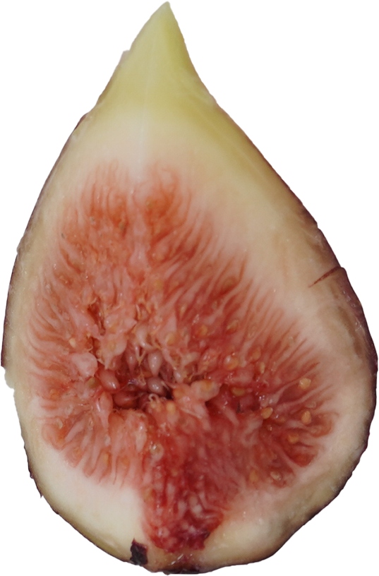 いちじく｜商用可フリー画像・背景透過