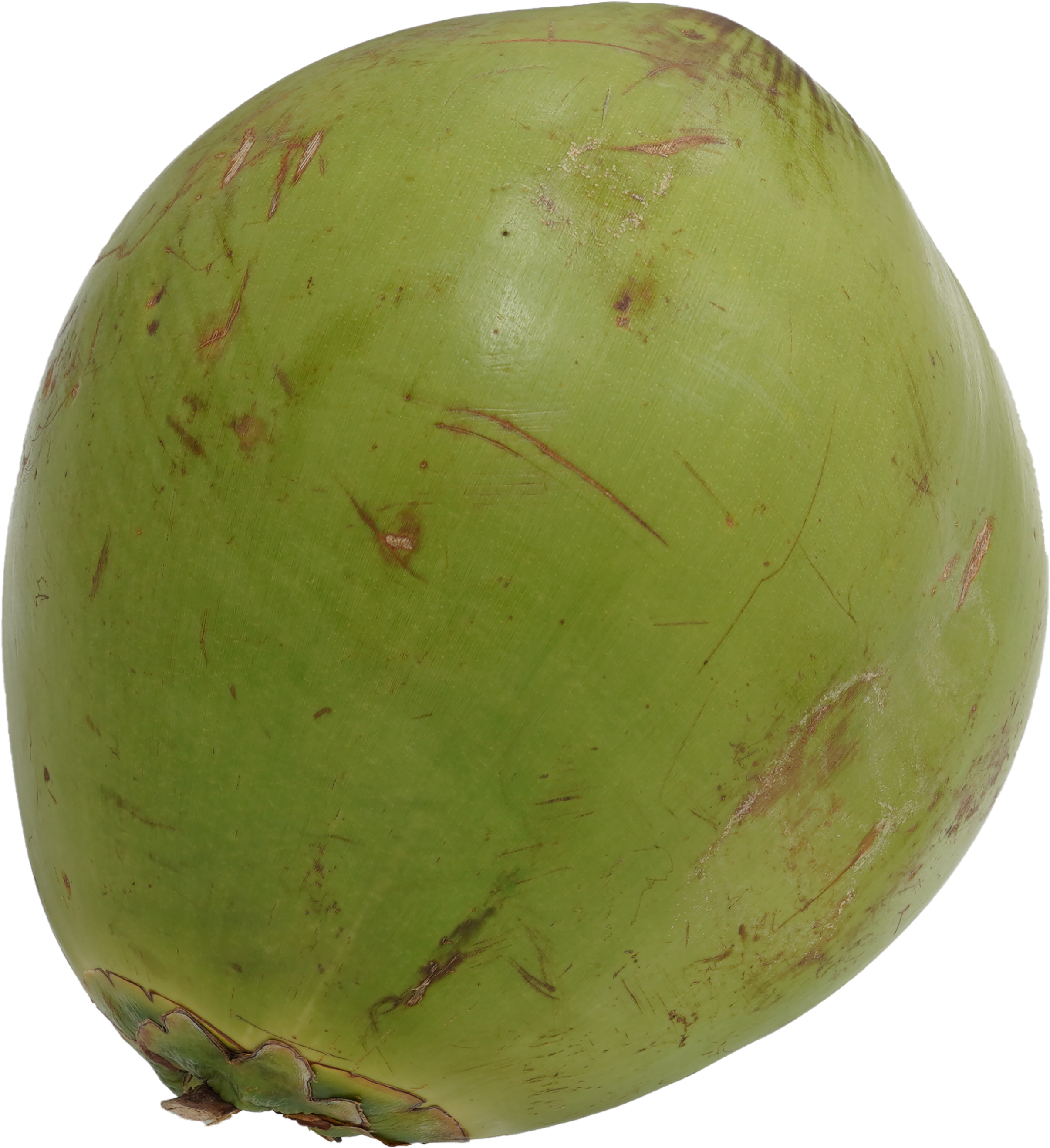 ヤシの実｜商用可フリー画像・背景透過