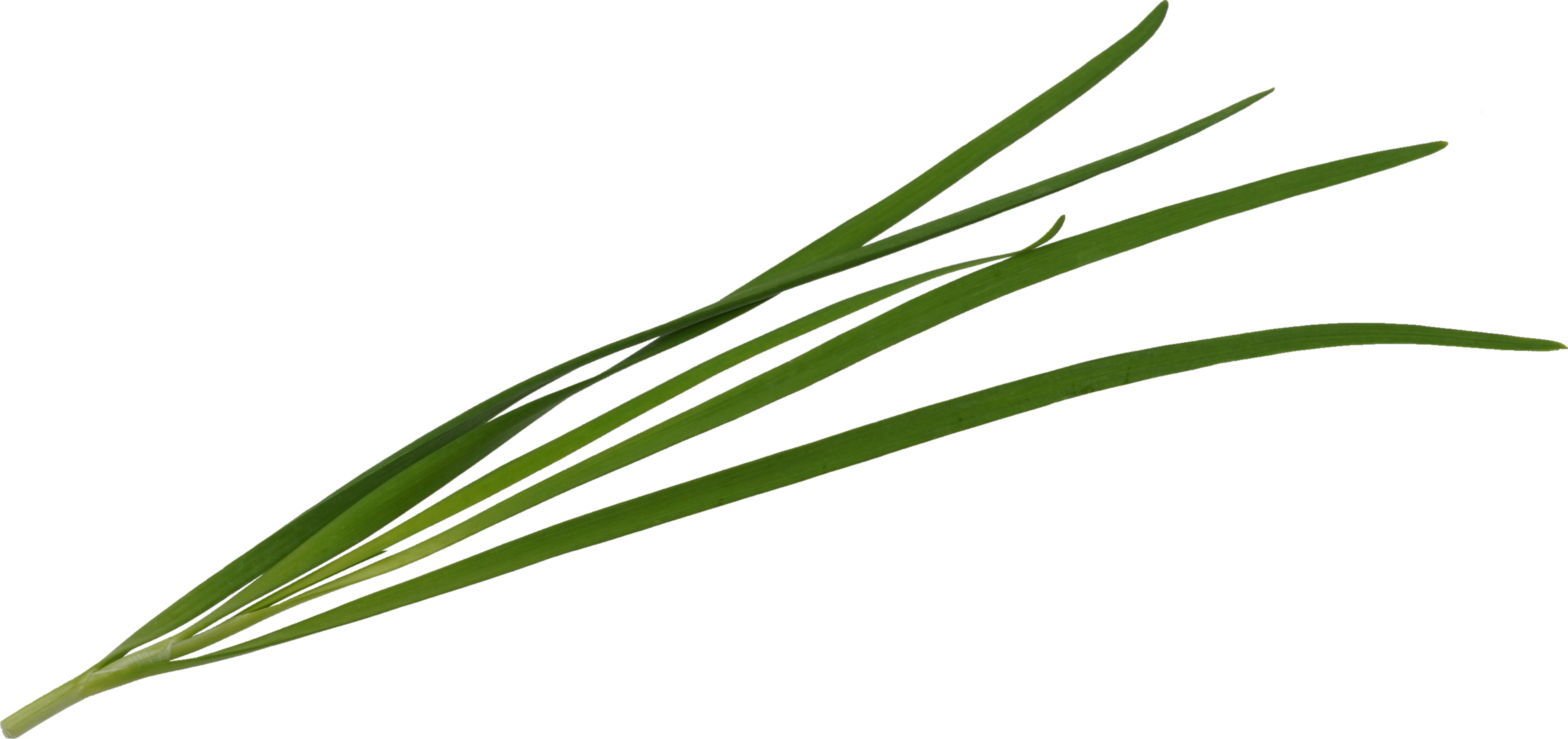 にら｜商用可フリー画像・背景透過