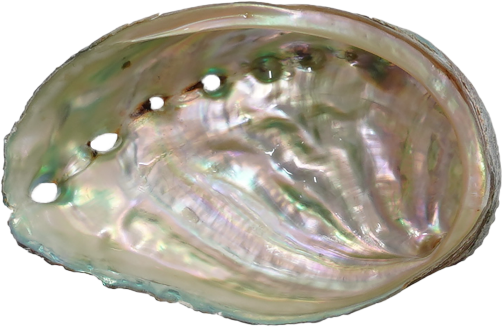 あわび|商用可フリー画像・背景透過