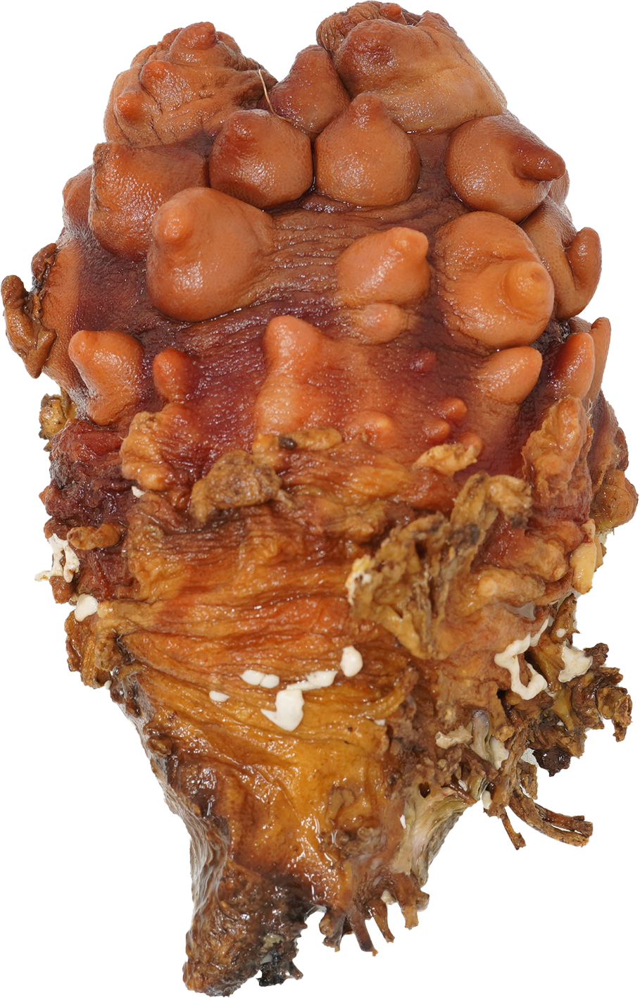 ほや｜商用可フリー画像・背景透過