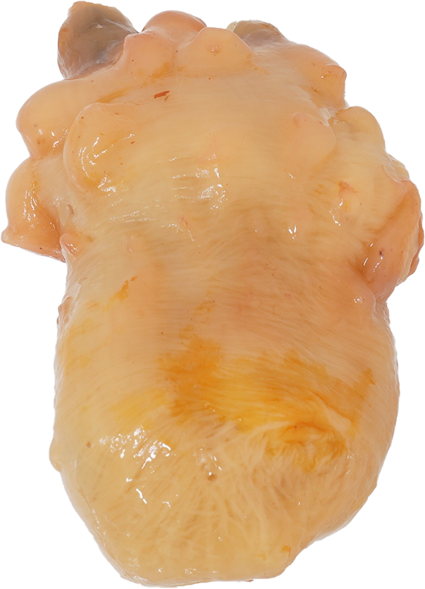 ほや｜商用可フリー画像・背景透過