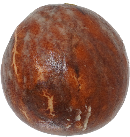 アボカド｜商用可フリー画像・背景透過