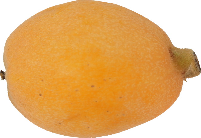 びわ｜商用可フリー画像・背景透過