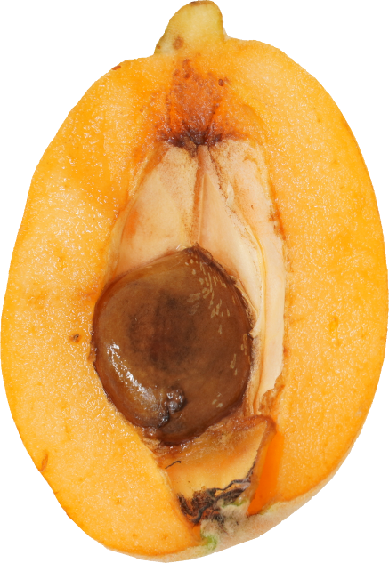 びわ｜商用可フリー画像・背景透過