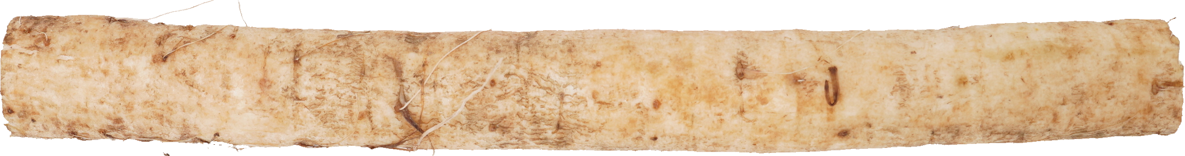 ごぼう｜商用可フリー画像・背景透過