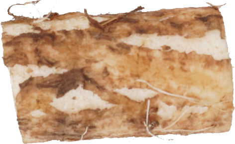 ごぼう｜商用可フリー画像・背景透過