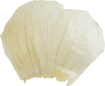 にんにく｜商用可フリー画像・背景透過