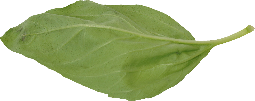 バジル｜商用可フリー画像・背景透過