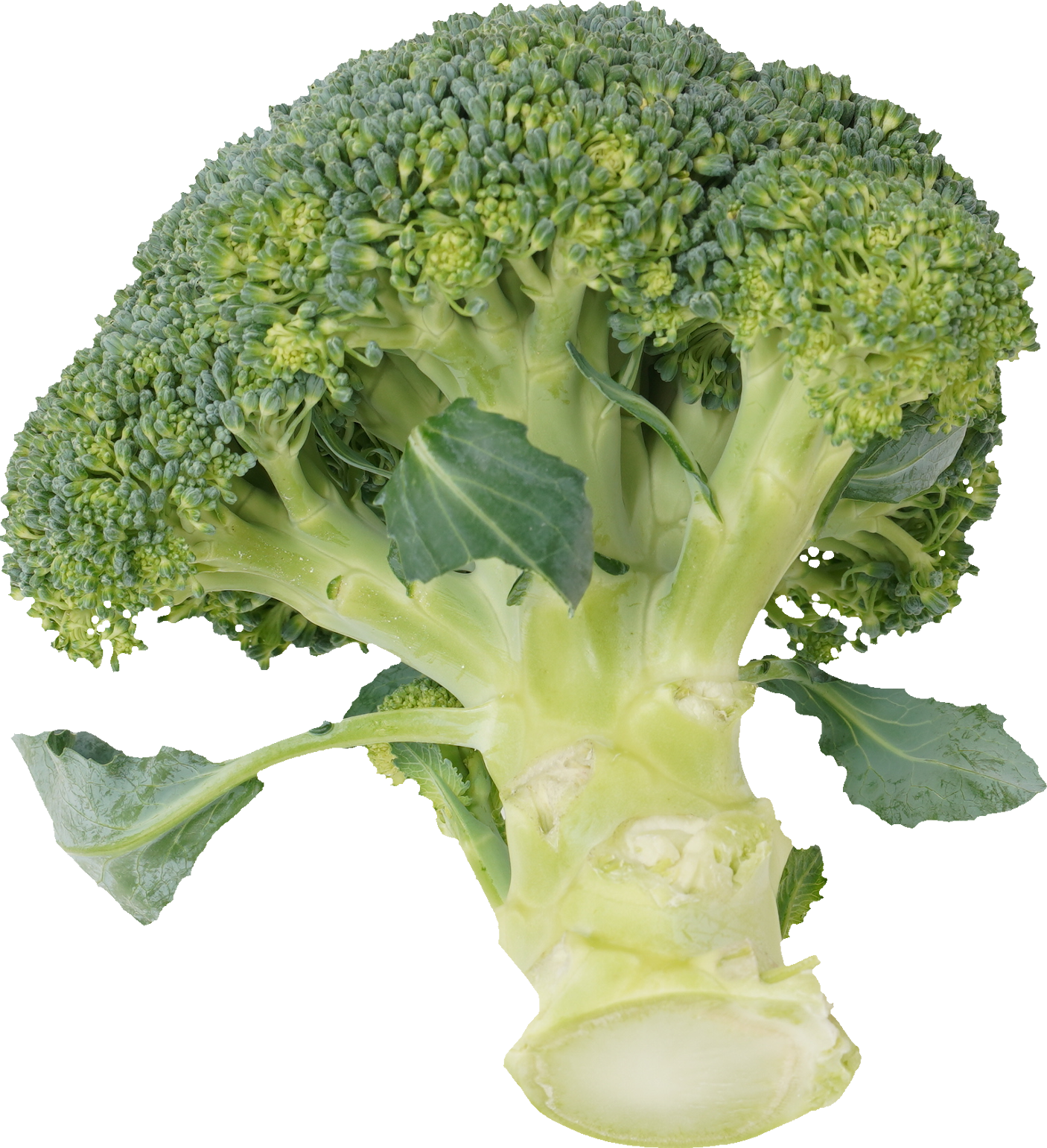 ブロッコリー｜商用可フリー画像・背景透過