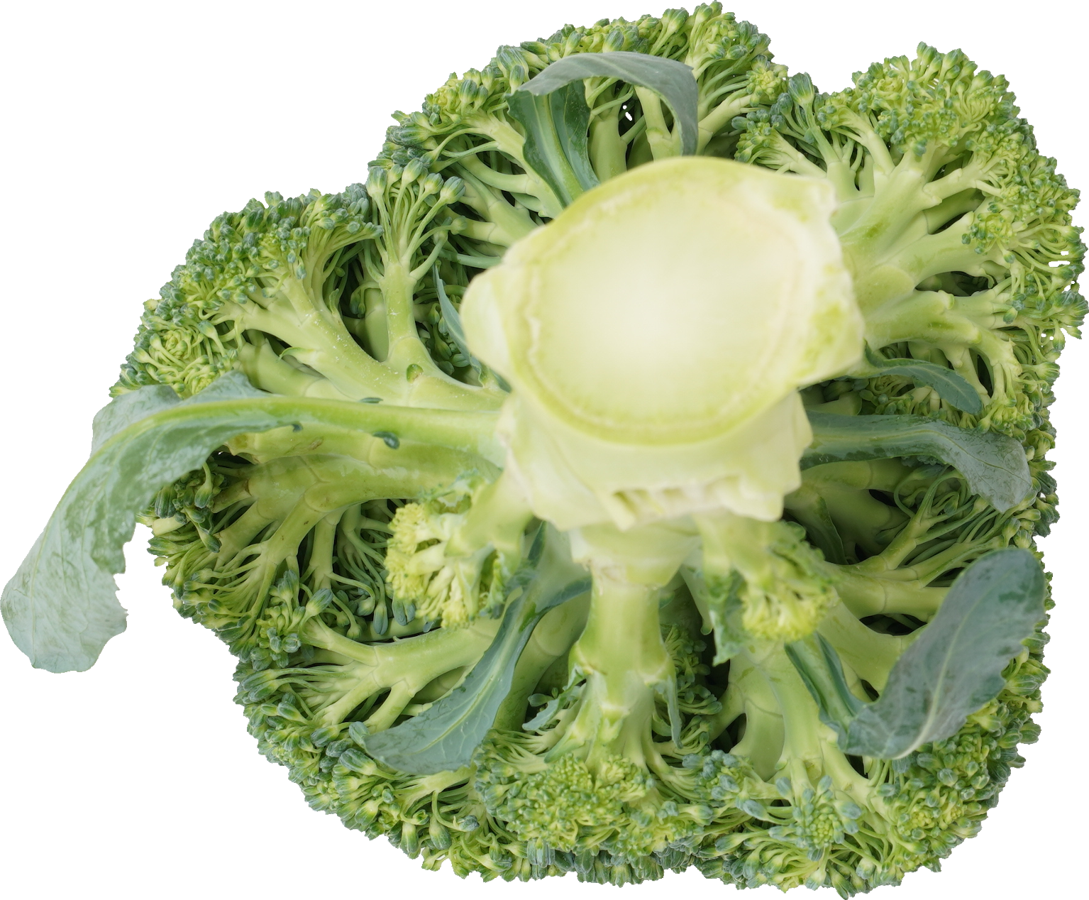 ブロッコリー｜商用可フリー画像・背景透過