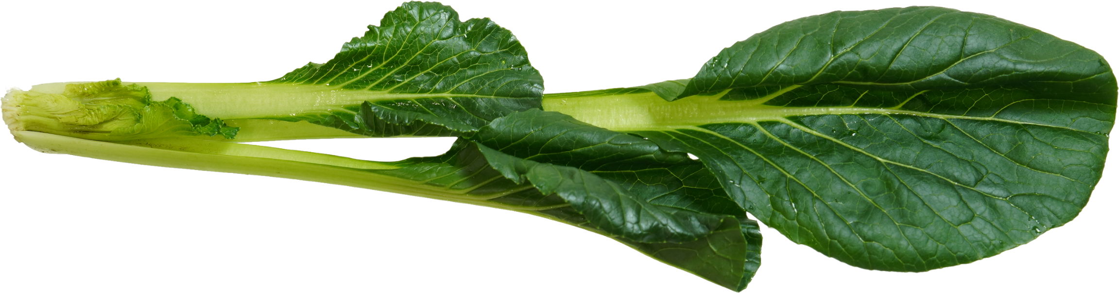 こまつな｜商用可フリー画像・背景透過