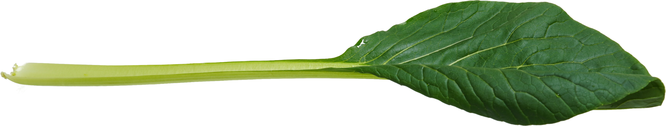 こまつな｜商用可フリー画像・背景透過