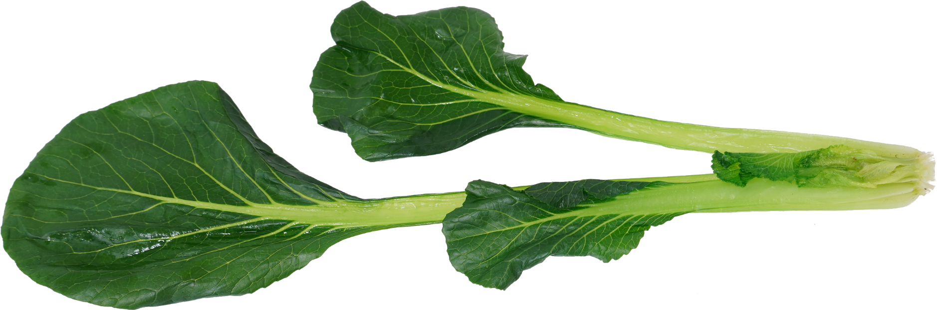 こまつな（ゆで）｜商用可フリー画像・背景透過