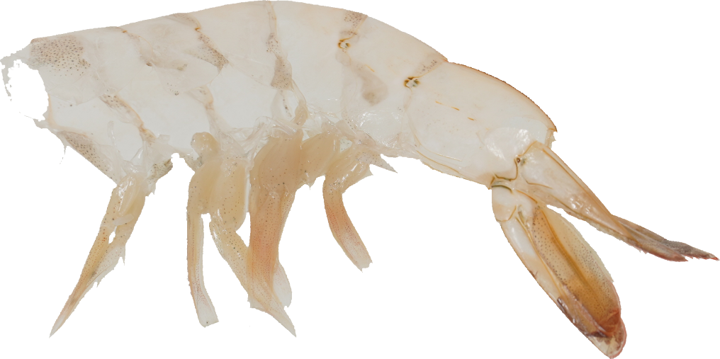 バナメイエビ｜商用可フリー画像・背景透過