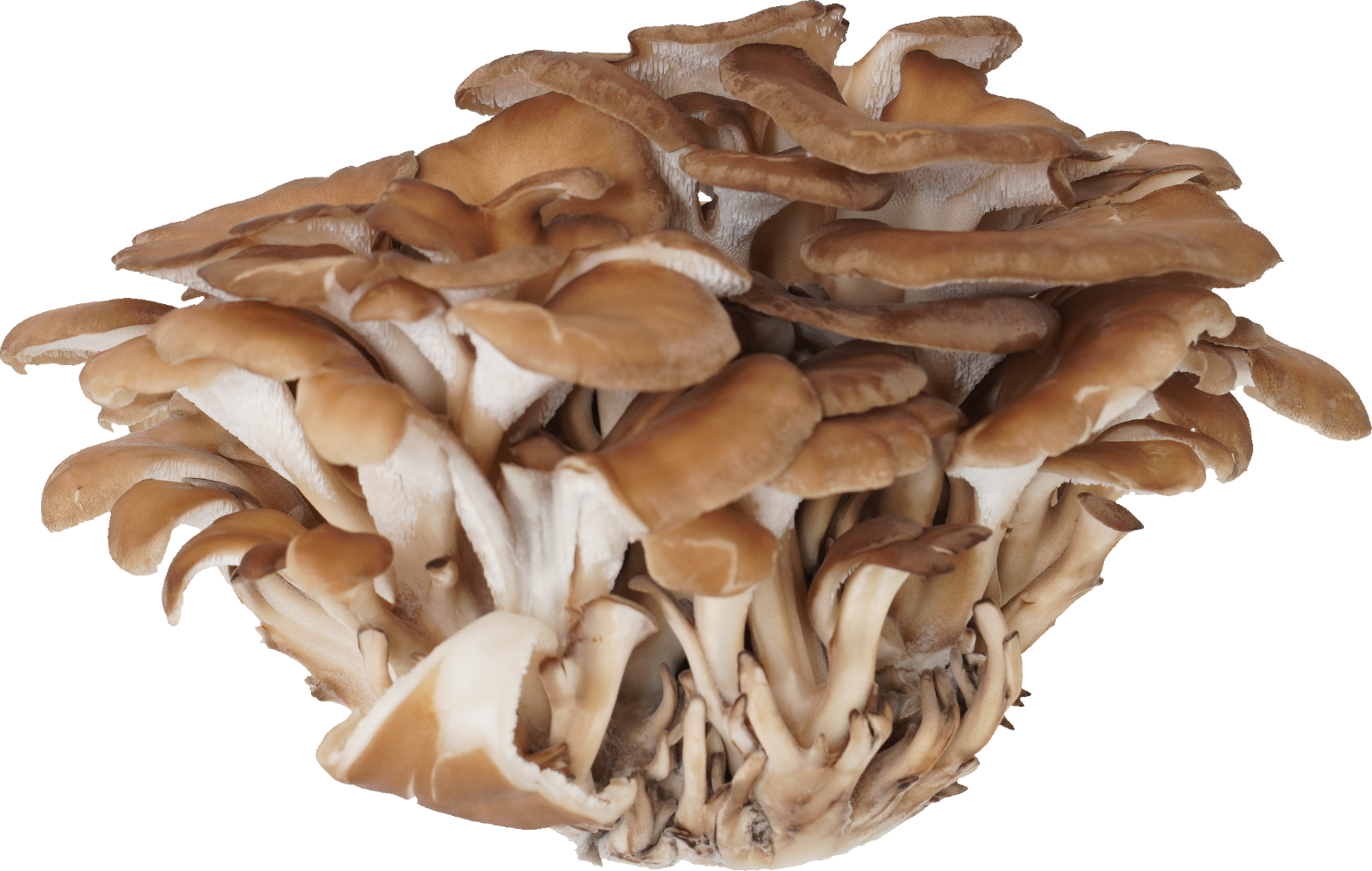 まいたけ｜商用可フリー画像・背景透過