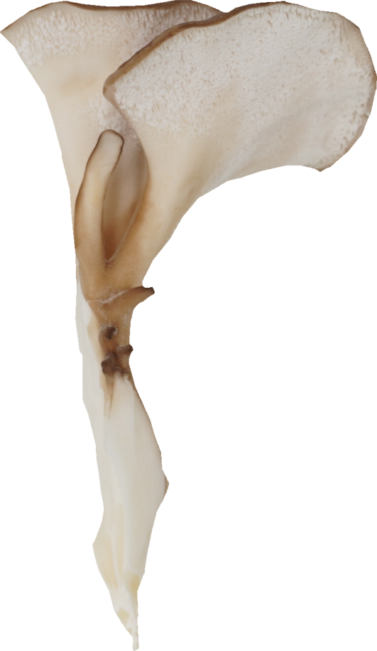 まいたけ｜商用可フリー画像・背景透過