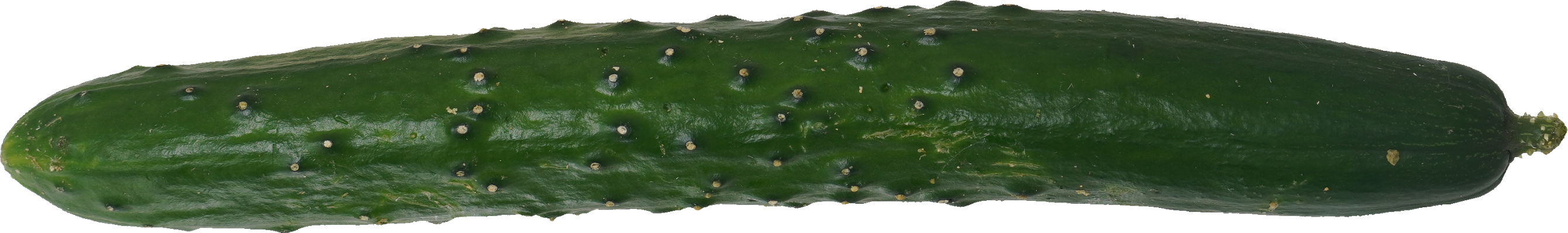 きゅうり｜商用可フリー画像・背景透過