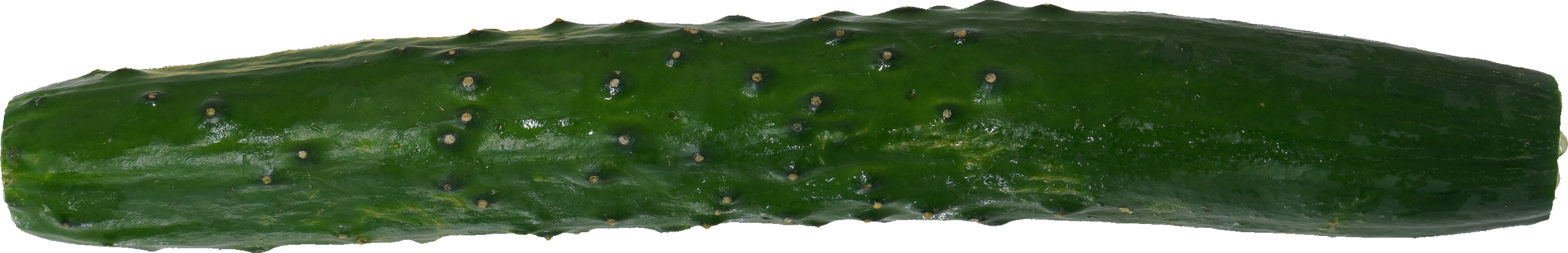 きゅうり｜商用可フリー画像・背景透過