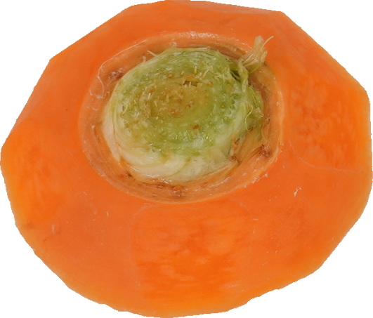 ニンジン｜商用可フリー画像・背景透過