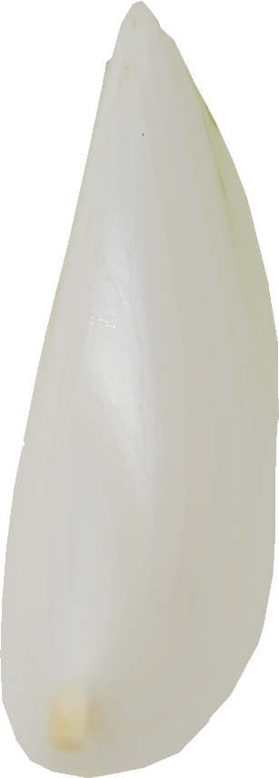 たまねぎ｜商用可フリー画像・背景透過